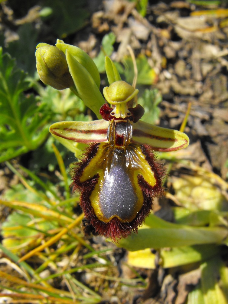 Per Orchidee lungo la piana del fiume Magra (SP)